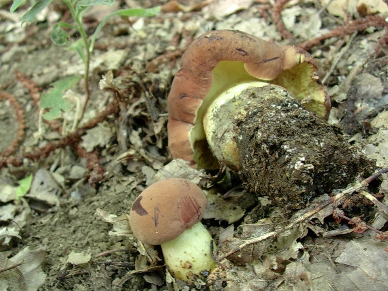 453 Settembre vecchio ritrovamento